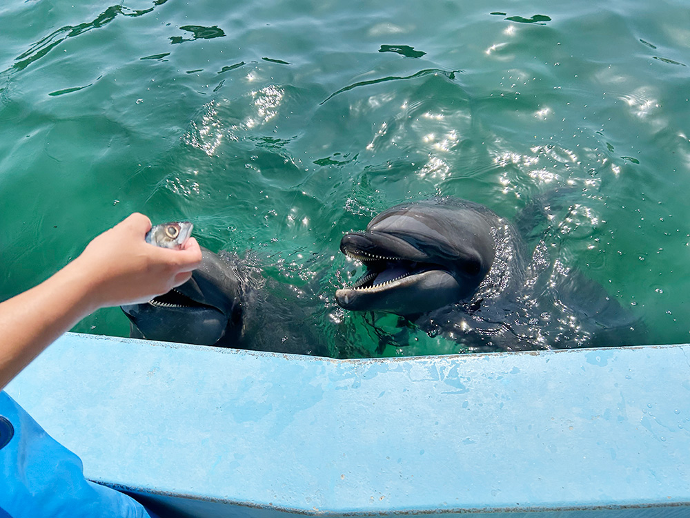 室戸ドルフィンセンター