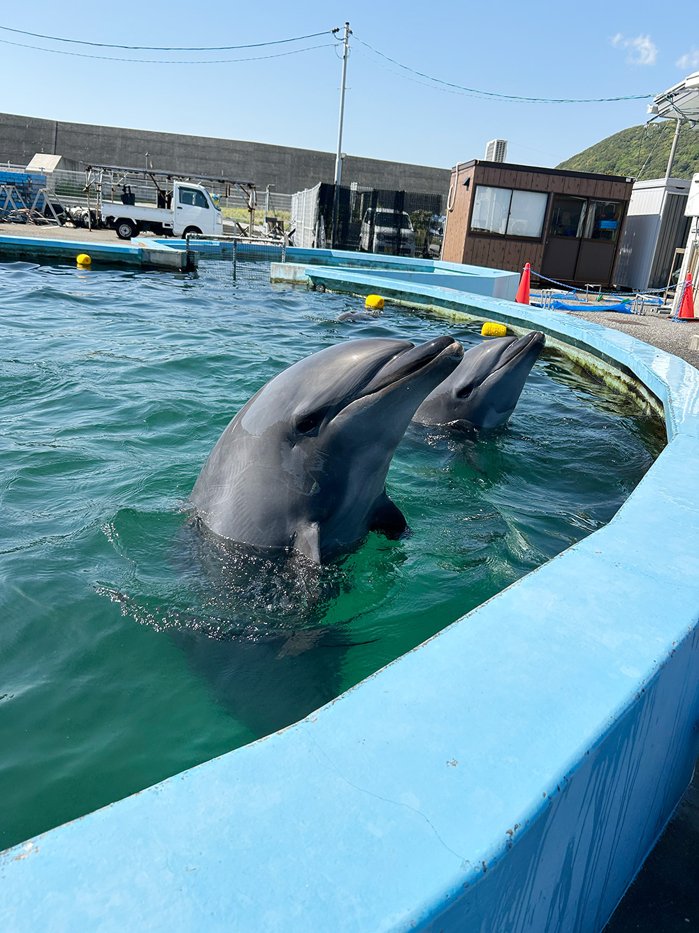 室戸ドルフィンセンター 見学