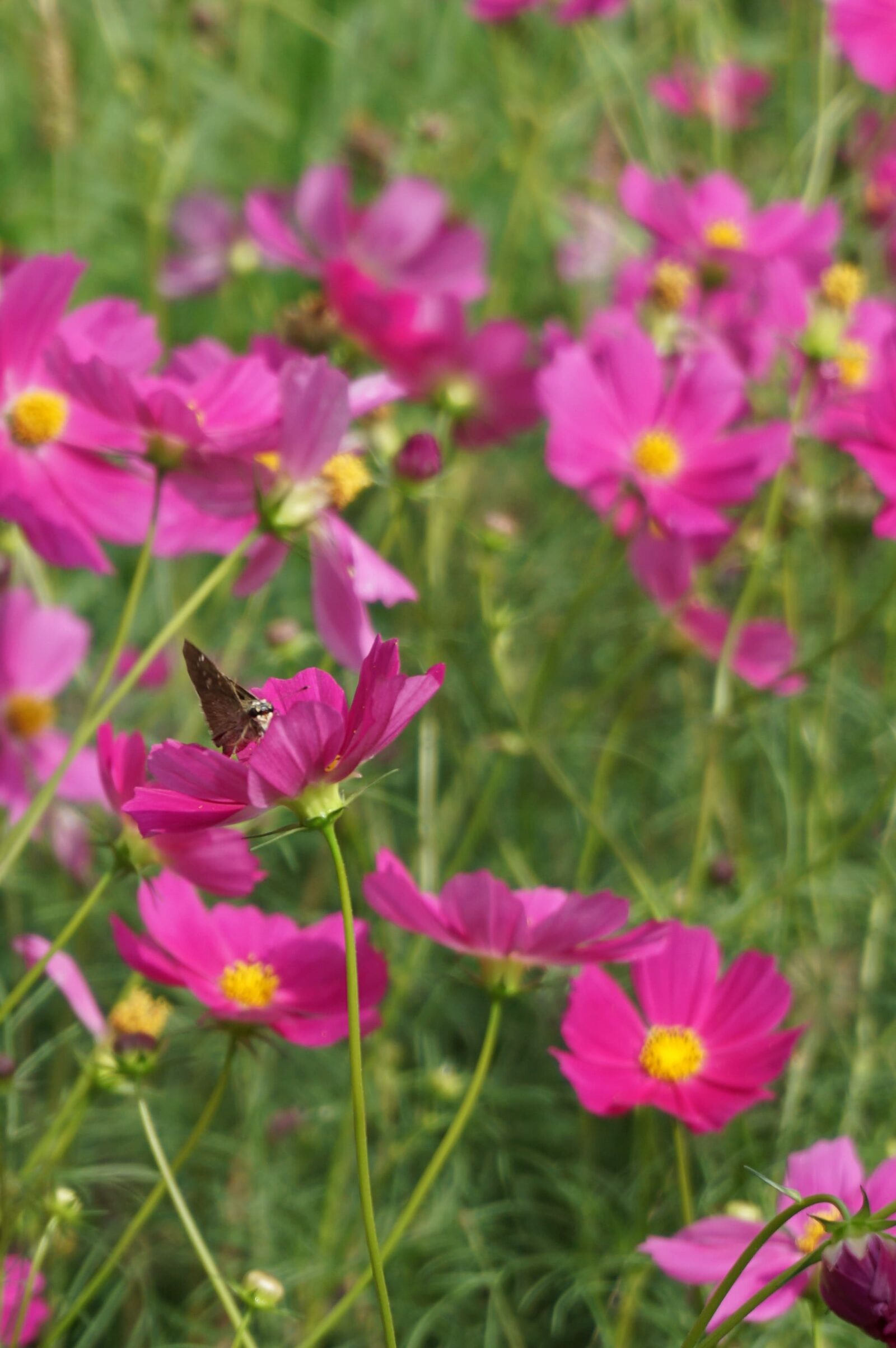 ヒメノボタンの里