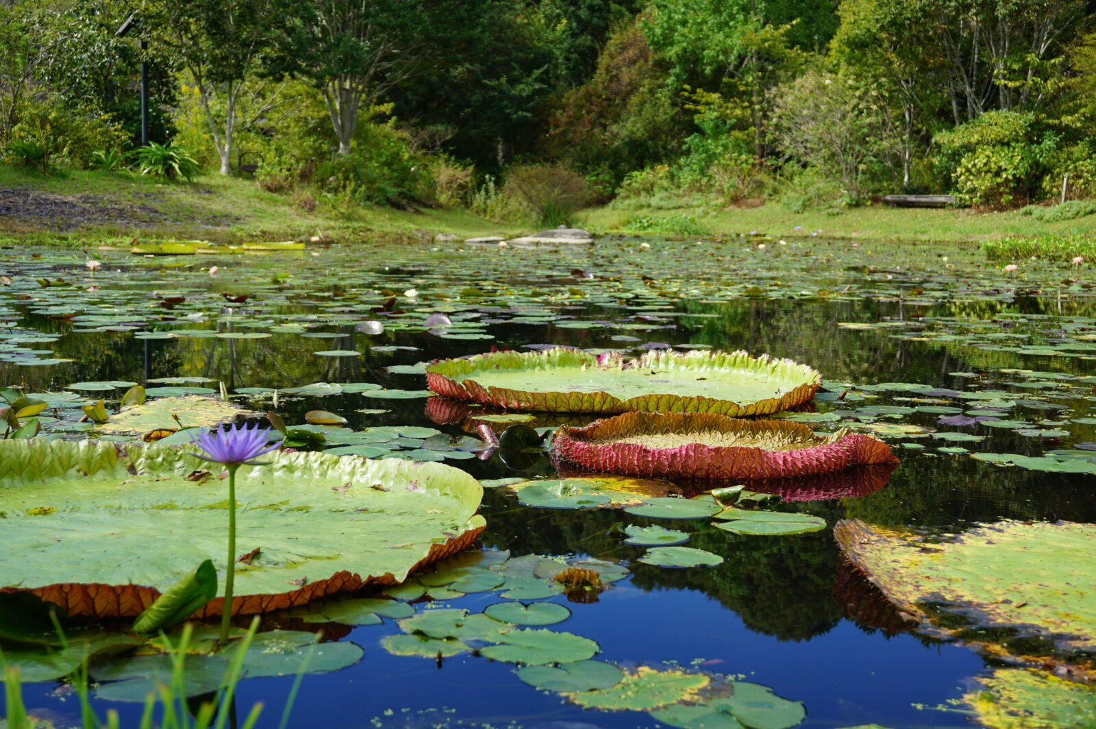 ヒメノボタンの里